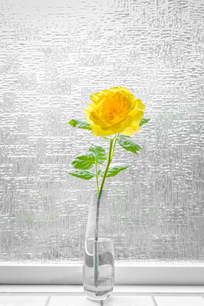 Rosa gialla in una finestra — Foto Stock