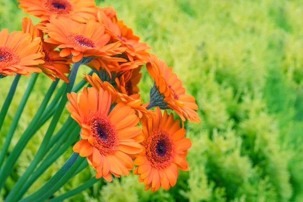Gerbera flores sobre fondo verde —  Fotos de Stock
