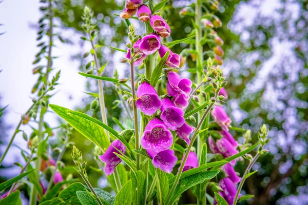 Campanula flower in the garden — Stock Photo, Image