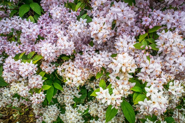 Fiori bianchi su un cespuglio — Foto Stock