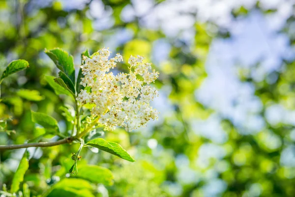 Elderberry flower in a garden — Stock Photo, Image