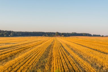 Yaz aylarında bir çiftlik sahasında