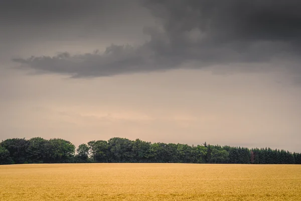 Gouden veld in donkere bewolkt weer — Stockfoto