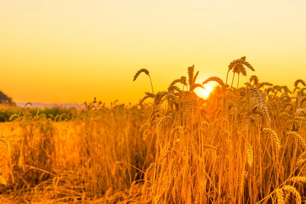 Tarwe in de zonsopgang — Stockfoto