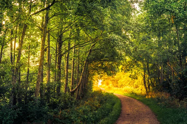 Straße in einem Wald am frühen Morgen — Stockfoto