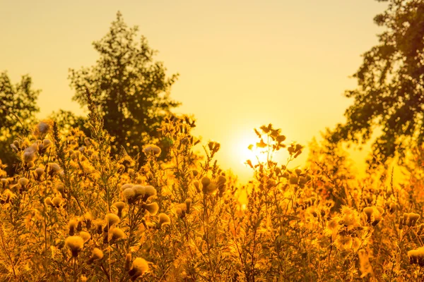 Distelblüten in einem Sonnenaufgang — Stockfoto