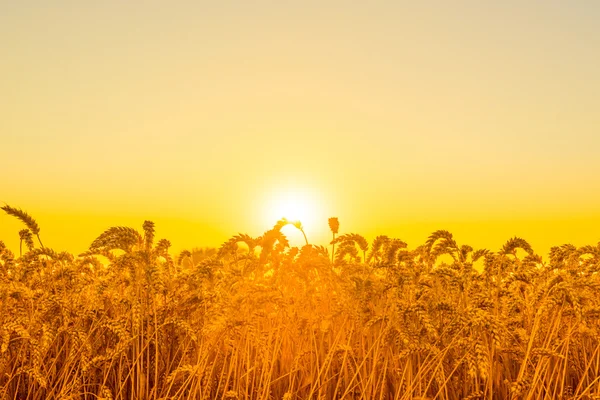 Vackra soluppgången över ett fält — Stockfoto