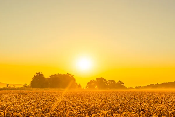 Weizenfeld in einem schönen Sonnenaufgang — Stockfoto