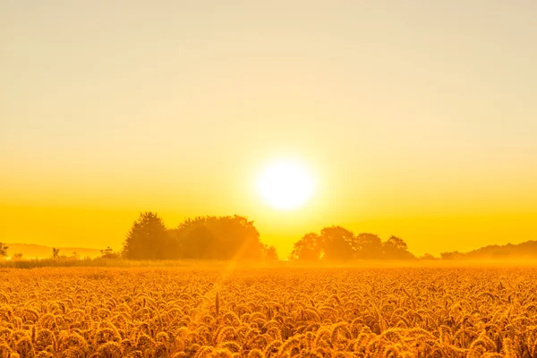 Morgonsolen över ett vetefält — Stockfoto