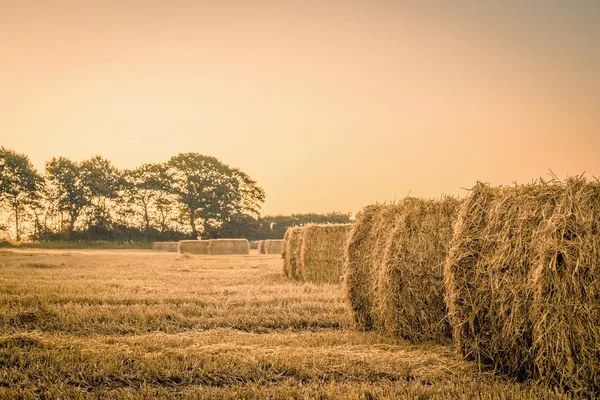 Skörd på morgonen — Stockfoto