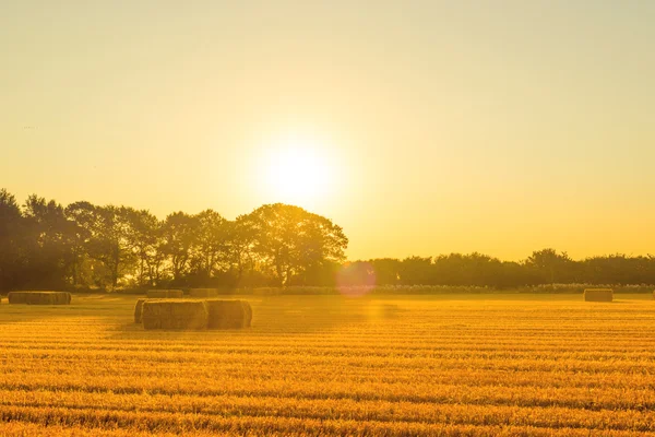 Raccolto balle di paglia al mattino — Foto Stock