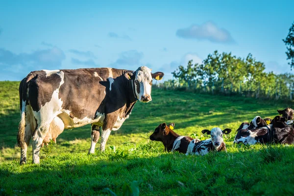 Mucche su un prato di erba verde — Foto Stock