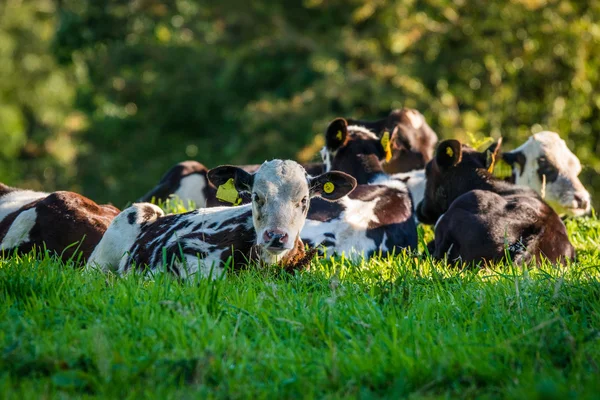 Bovini sdraiati nell'erba — Foto Stock