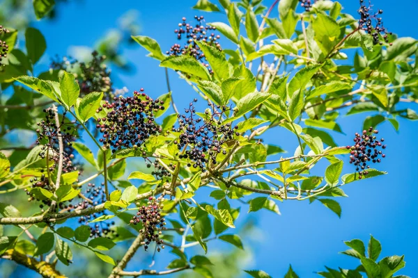 Bayas de saúco en una ramita en la naturaleza — Foto de Stock