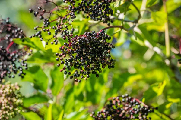 Bacche di sambuco nere nella natura verde — Foto Stock