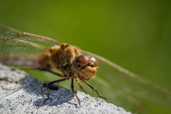 Simpetrum vulgatum libélula primer plano — Foto de Stock