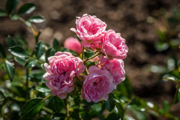 Różowe kwiaty w ogrodzie, w okresie letnim — Zdjęcie stockowe