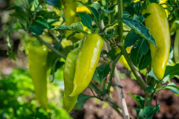 Chili verde en el jardín — Foto de Stock