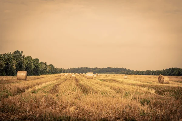 Pacas redondas en un campo — Foto de Stock