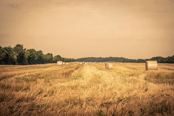 Campo de campo com fardos redondos — Fotografia de Stock