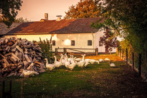 Gänse auf einem Bauernhof — Stockfoto