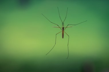 Crane fly on a green background clipart