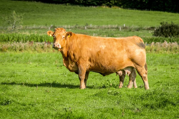 Большая корова стоит на поле — стоковое фото