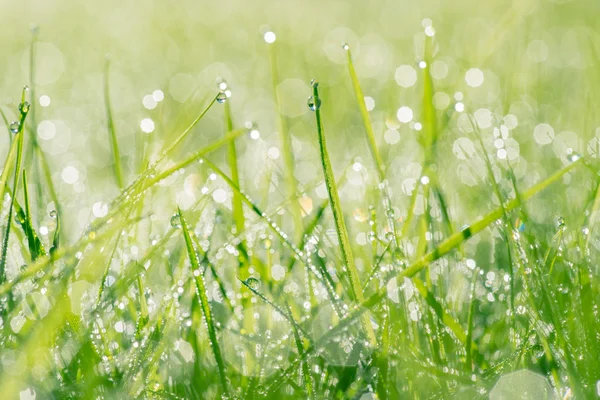 Regentropfen auf frischem Gras — Stockfoto