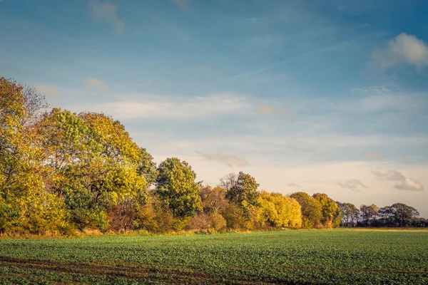 Fargerik tre ved en åker – stockfoto