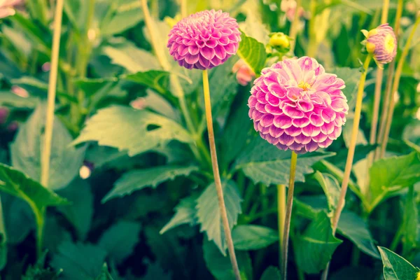 Dahlia flowers in the garden — Stock Photo, Image