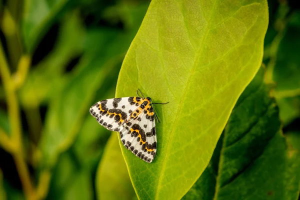 Půvabný motýl na velký zelený list — Stock fotografie