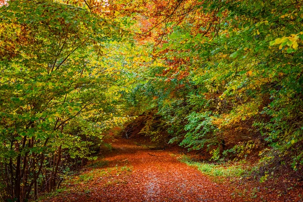 Herfstbladeren op de bosbodem — Stockfoto