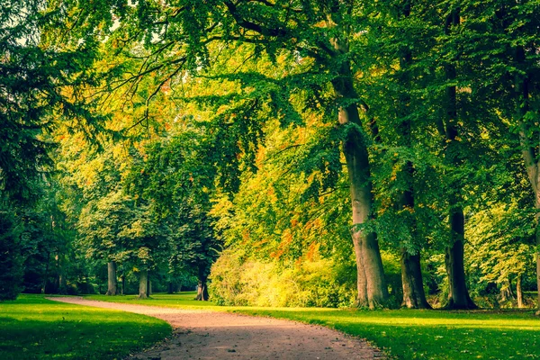 Дорога в парку з різнокольоровими деревами — стокове фото