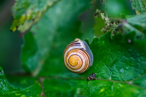 Lumaca comune su una foglia verde — Foto Stock