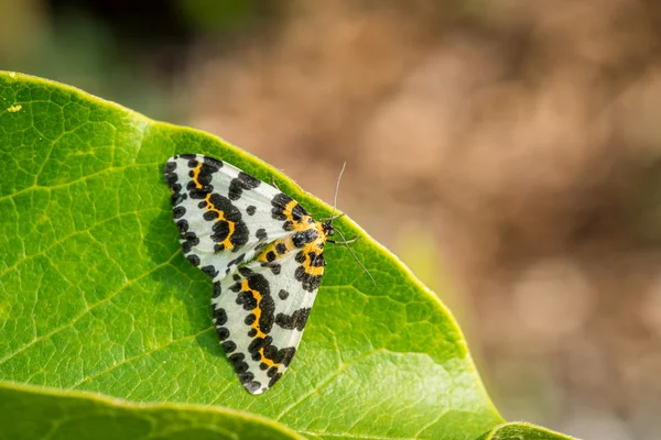 Abraxas grossulariata mariposa sentada sobre una hoja —  Fotos de Stock