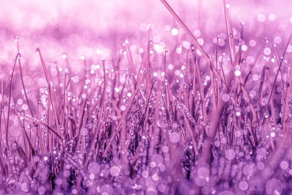 Magiska natur i violett färg — Stockfoto