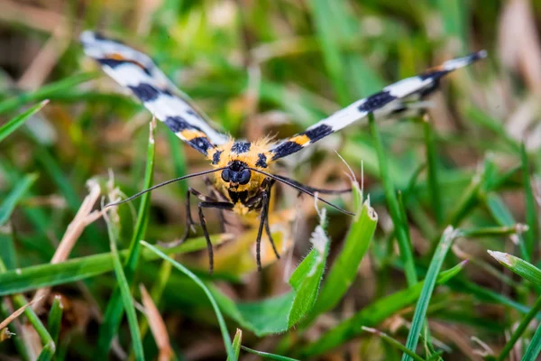 Abraxas grossulariata mariposa volando sobre hierba — Foto de Stock