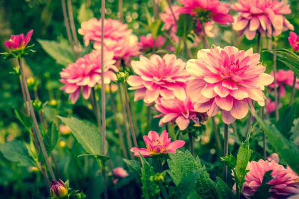 Violet flowers in a green garden — Stock Photo, Image