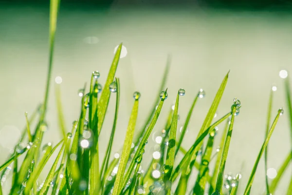 Nasses Gras mit Tau — Stockfoto