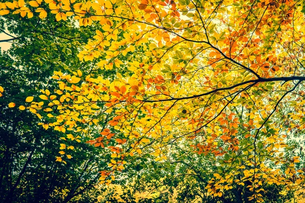 Feuilles d'automne dans la forêt — Photo