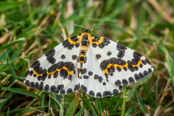 Abraxas grossulariata mariposa en la hierba —  Fotos de Stock