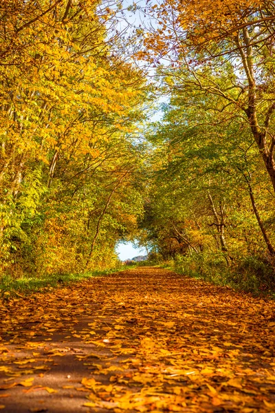 Folhas de outono em um caminho — Fotografia de Stock
