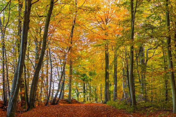 Forest with colorful trees in the autumn — Stock Photo, Image