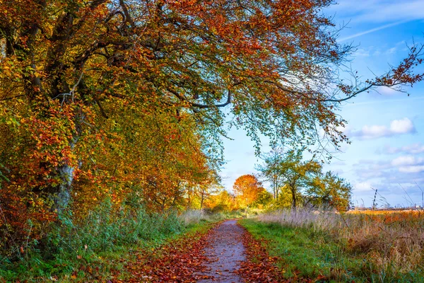 Natuurpad in de herfst — Stockfoto