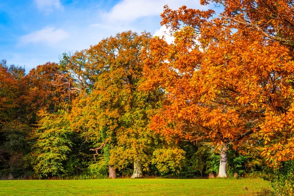 Bomen in de herfst kleuren in een park — Stockfoto