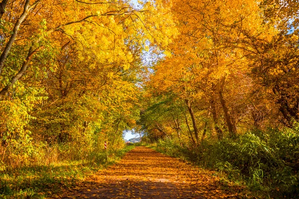 Осеннее дерево по пути — стоковое фото