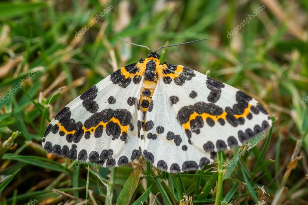 Motýl grossulariata Abraxas v trávě — Stock Fotografie © Sportactive