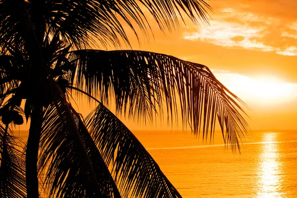 Hojas de palmera al atardecer — Foto de Stock