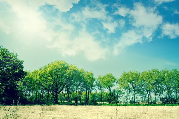 Grüne Bäume in einer Sommerlandschaft — Stockfoto
