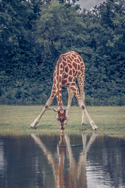 Girafa água potável em uma lagoa — Fotografia de Stock